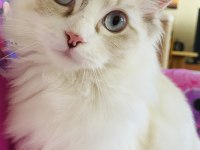 Ragdoll o bir kediden çok daha fazlası