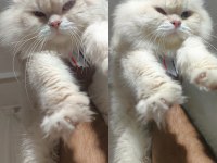 Full Şecereli British Longhair Cy1233 Yetişkin Erkek