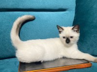 British shorthair yavrular