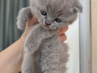 Scottish fold yavru kedimiz