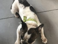 Doby fransız bulldog kızıma eş arıyoruz