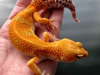 Evcil Bebek ve Yetişkin Leopard Geckolar