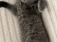 Anne ve baba scottish dişi kedi uyguna verilecek