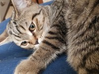 Kendi kedimin british shorthair yavrusu