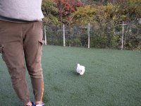 Kore Mikro Boy Maltese Alissa