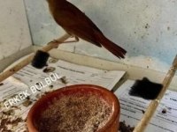 2026 Bebek Erkek Ve Dişi Bülbüller