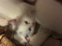 Eğitimleri tam gayet sevecen minik british shorthair