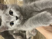 Sahiplendirme british shorthair