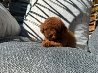 Orijinal Safkan Toy Poodle Yavrularımız