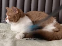 SAFKAN BRITISH SHORTHAIR CINNAMON BICOLOUR ERKEK