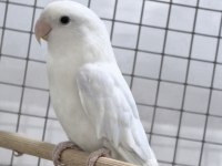 Beyaz Sevda Papağanımız