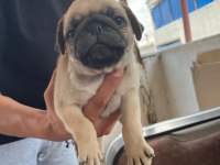 Sağlıklı pug mops yavrularımız