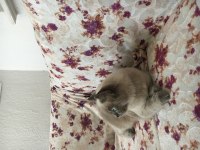 British shorthair blue point