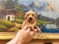 Bal Poodle Çocuklar