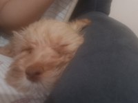 Maltipoo Bebek