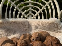 ERKEK DİŞİ POODLE BEBEKLER