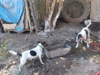 Üst düzey bir yaşında dişi 3 yaşında erkek köpeğimiz