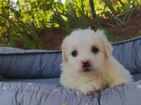 Teslime Hazır Maltese Terier yavrularimiz