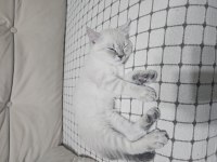 Eğitimli british shorthair