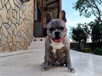 French bulldog oğluma eş arıyorum