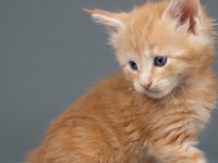 MAİNE COON TÜRK - MCO CATTERY