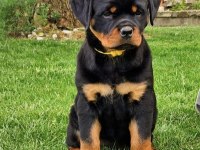 Rottweiler Safkan