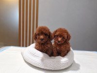 Toypoodle  Yavrularımız 
