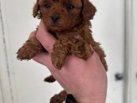 Kore poodle yavrular