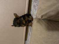 Safkan minik Yorkshire terrier