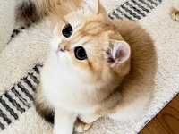 Şecereli British Shorthair Golden ny12 erkek yavru
