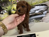 Çok Tatlı Orijinal Toy Poodle Yavrusu