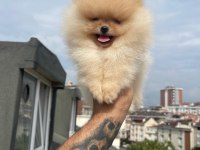 Ayı Surat Pomeranian Yavrular Korekan