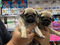 IRK VE SAĞLIK GARANTİLİ PUG YAVRULAR