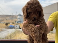 Redbrown kore toy poodle yavrularmız