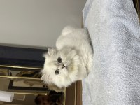 British longhair as1133 erkek 1 yaşında