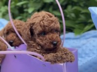 Ruhsatlı Köpek Çiftliğinden Toypoodle Yavrularımız 