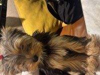 Yorkshire Terrier 4-5 aylık