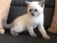 SAFKAN BLUE POİNT MAVİ GÖZ ERKEK SCOTTİSH STRAİGHT