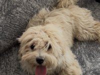 Maltipoo 6 Aylık Dişi Yavrumuz Yeni Yuvasını Arıyor