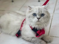 Safkan ırk British long hair 1 yaşında erkek