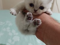 Bluepoint bebişler british shorthair