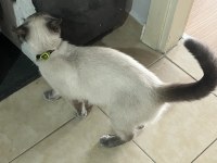 British shorthair kedimize acil yuva aranıyor