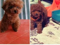KORE YAVRUSU A KALİTE TEACUP RED BROWN TOY POODLE YAVRULAR