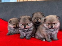 Erkek Dişi Pomeranian Yavrular
