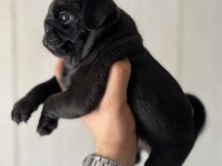 Erkek Pug Mops Yavrusu