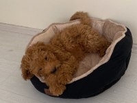 3 Aylık Maltipoo