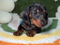 Özel Üretim Miniature Dachshund Yavrular