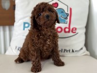 Petmode köpek çiftliğinden kore toy poodle
