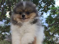 POMERANİAN BEBEK SURATIMIZ YENİ YUVASINI ARIYOR