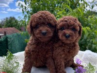 IRK SAĞLIK KİLO GARANTİLİ RED TOY POODLE YAVRULAR